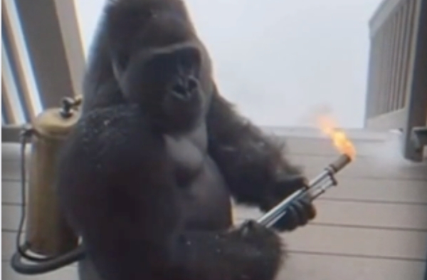 Gorilla Uses Flamethrower to Stay Warm
