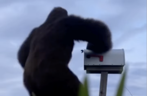 Bigfoot Steals My Mail in Dropped Phone Footage