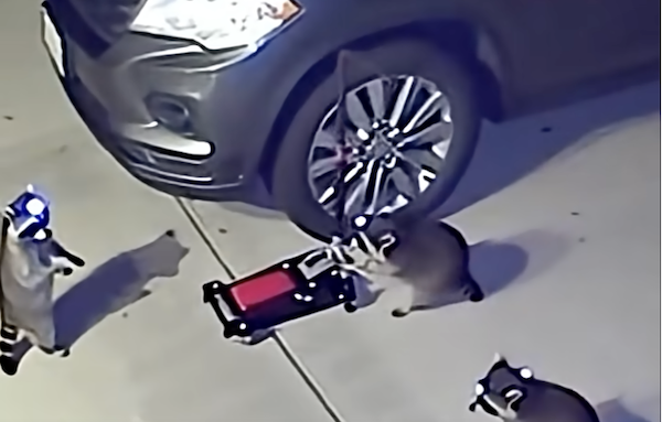 Raccoons Steal My Tires on Security Cam